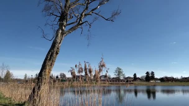 Albero Solitario Sulla Riva Lago Blu Erge Senza Foglie Riflette — Video Stock