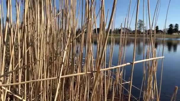 Ξηρό Ψηλό Χορτάρι Φούντες Μια Πηγή Μια Λίμνη Δέντρο Χωρίς — Αρχείο Βίντεο