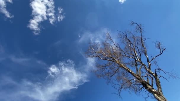 晴朗的蓝天 有卷云 有一棵树 枝条光秃秃的 映衬着天空 — 图库视频影像