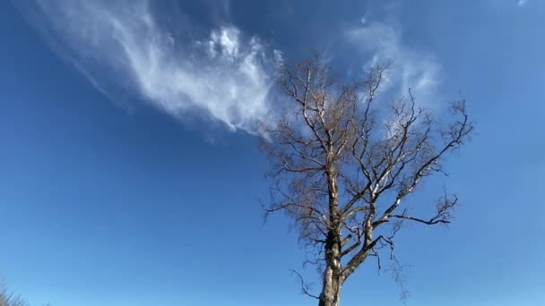 Gałęzie Drzew Liściastych Rozłożone Przezroczyste Niebieskie Wiosenne Niebo Małe Białe — Wideo stockowe