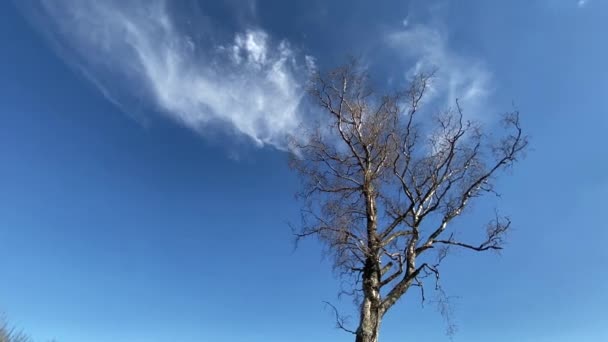 branches d'arbres sans feuilles étendues contre un ciel printanier bleu clair et de petits nuages blancs 