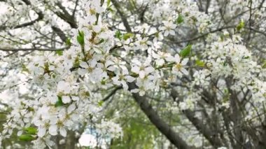 Büyük beyaz çiçek tomurcukları ağaç dallarında sallanıyor.