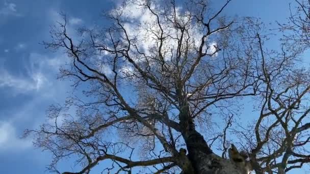 没有叶子的巨大的光秃秃的树枝伸展在晴朗的蓝天上 一棵树立在清澈的湖岸上 河岸上生长着干枯的芦苇 — 图库视频影像
