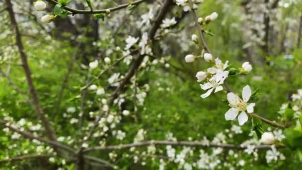 Rama Con Flores Blancas Sobre Fondo Hierba Verde — Vídeos de Stock