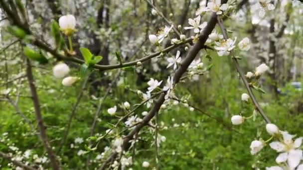 Kwitnące Wiosenne Drzewo Białymi Kwiatami Każdej Gałęzi Pierwszym Zielonym — Wideo stockowe