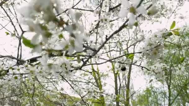 Abejorro Poliniza Árbol Floreciente Manzana Cerezo Sobre Fondo Cielo Nublado — Vídeos de Stock