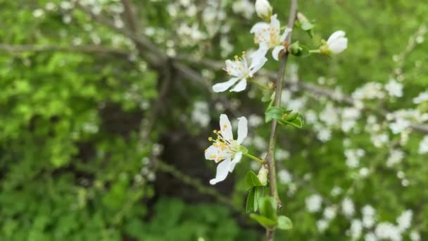 Ramo Con Fiori Bianchi Boccioli Primo Piano Sfondo Verde — Video Stock