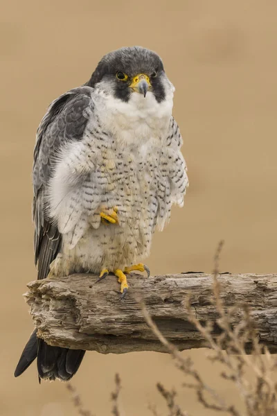 Северный Перегриновый Сокол Falco Peregrinus Calidus Стволе Мёртвого Дерева Природном — стоковое фото