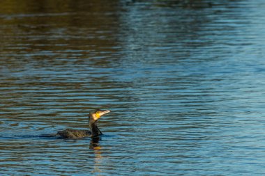 Suda yüzen büyük bir karabatak (Phalacrocorax carbo)..