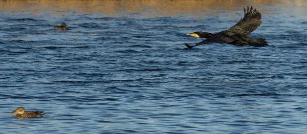 Velký Kormorán Phalacrocorax Carbo Vodě Plavání — Stock fotografie