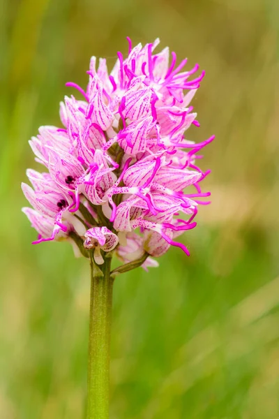 A monkey orchid (Orchis simia) detail, close up