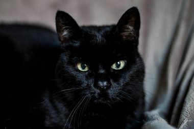 Siyah bir kediye benziyor.