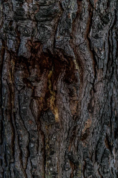 Tree Bark Texture Background — Stock Photo, Image