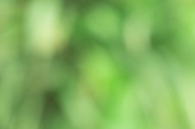 Doğal yaz arkaplanı, çözünmüş yeşil yapraklar..