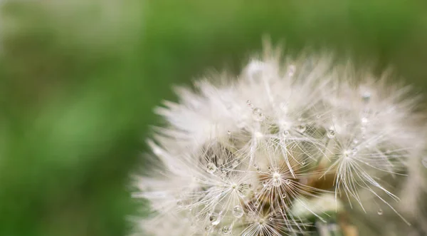 Pampeliška Krásnými Průhlednými Kapkami Čisté Vody Přírodě Zeleném Pozadí Makro — Stock fotografie