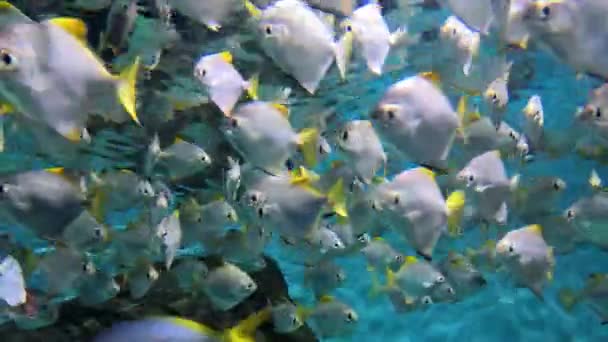 Een Grote Kudde Zilverkleurige Vissen Met Gele Staarten Zwemt Een — Stockvideo