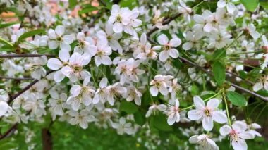 Kiraz dalları hafif bir bahar rüzgarında sallanıyor.