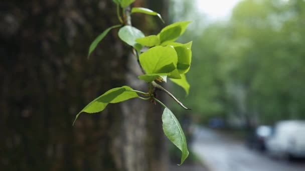 Gröna blad svajar mot bakgrunden av ett träd stam och gata — Stockvideo