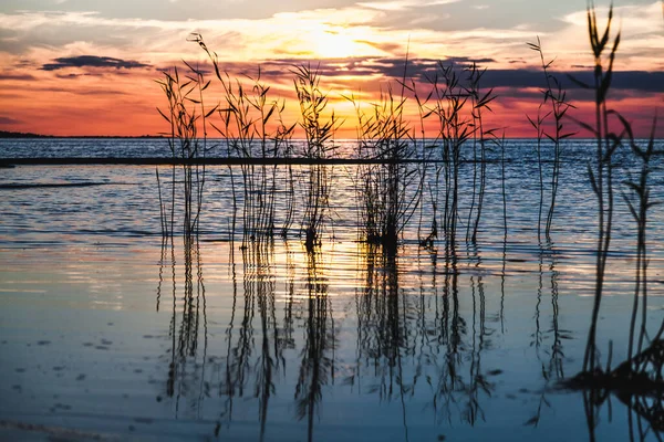 Beautiful sunset on lake. reeds grow out of the water against the evening sun — Stock Photo, Image