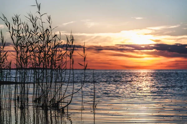 Прекрасный закат на озере. тростник растет из воды против вечернего солнца Стоковое Фото