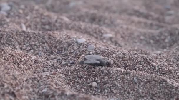 カタクチガメは 日没時にトルコのアンタルヤのCiraliビーチにあるカメ保護区で 石の上を海へと這って行きます 海洋動物の自然な本能 赤ちゃん亀は巣を離れ海に這う — ストック動画