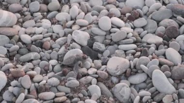 Türkiye 'nin Antalya, Cirali plajındaki kaplumbağa koruma alanında taşların üzerinde sürünen yeni doğmuş karetta kaplumbağa, okyanusa giden küçük kaplumbağanın günbatımında. Deniz hayvanlarının doğal içgüdüleri. Yavru kaplumbağa yuvadan ayrılıp denize doğru sürünüyor.