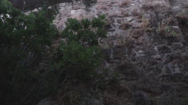 Eski kale duvarları ve çam ağaçları görünüyor. Kamera aşağı doğru eğiliyor. Antika Liman Duvarları