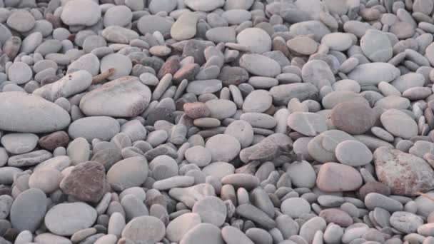 Tartaruga Tiro Longo Rastejando Direção Pedras Para Mar Aretta Conservação — Vídeo de Stock