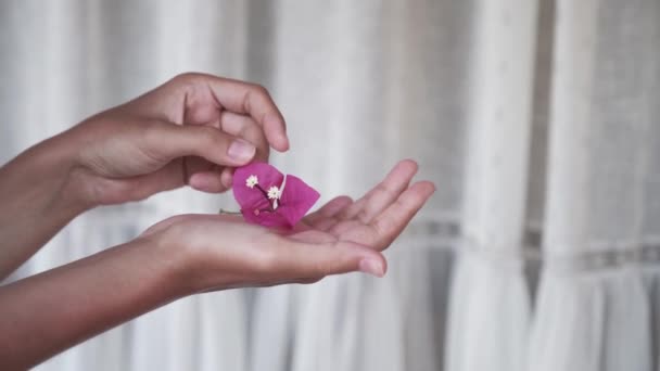 Belas Mãos Femininas Segurando Mostrando Uma Flor Buganvília Magenta Perto — Vídeo de Stock