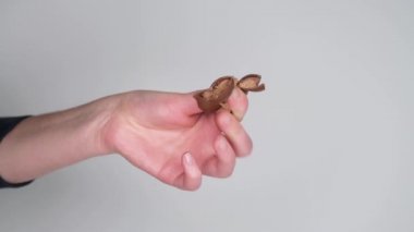 Kadın eli şekeri ezdi. Çikolatalı şekerle elini kapat. Gri arkaplanda izole