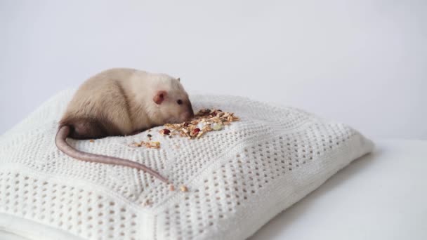 美丽的家鼠在寻找食物 小白鼠在船尾爬来爬去 在白色的枕头上吃东西 — 图库视频影像