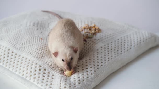 Rato Doméstico Bonito Está Comendo Frutas Dumbo Rato Decorativo Está — Vídeo de Stock
