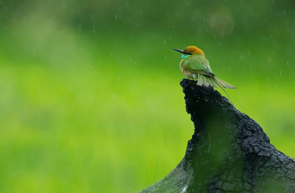 Kolorowy Mały Ptaszek Dziczy — Zdjęcie stockowe