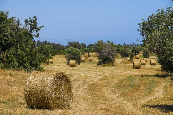 Hay collected in stacks on the field.