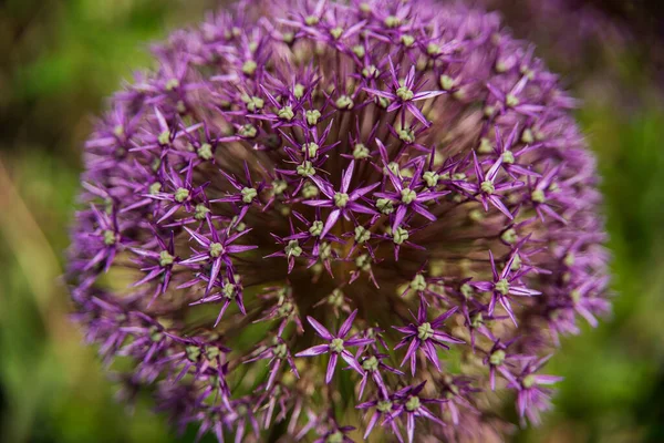 Bellissimi Fiori Decorazioni Della Natura Delle Città — Foto Stock