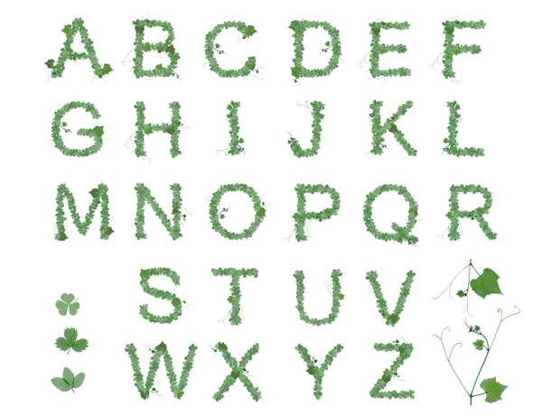 Alphabet letters ABC from the leaves in Patricks day or spring and summer style. Alphabet set with letters from strawberry, grape and clover leaves. Green font isolated on white background — Stock Photo, Image