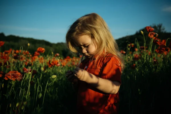 Baby sunset game, boy focused playing on field with flowers summer. Poppy field, cute child in nature looks at petals red flowers. Red poppies and red shirt for child, young researcher of nature — Stock Photo, Image