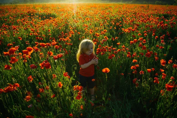 ケシの花の背景 — ストック写真