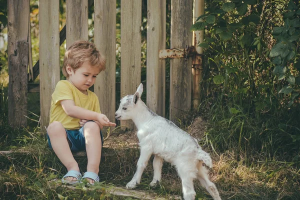 Çocukluk, Köydeki eko süt süt ürünleri. Çocuk ve bebek keçi Bahçe ahşap kapı, arka planda. Sevimli çocuk evde beslenen hayvan besleniyor. Köyde sağlıklı çocukluk