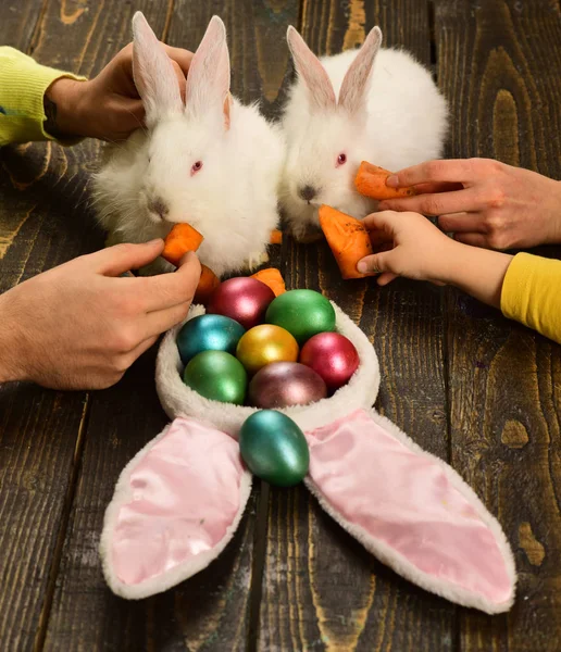 Rabbits with Easter eggs. Children are fed carrots of pets. Friends, animals in the house. Family celebrates Easte. Father, mother and child take care of rabbits together. Easter colorful eggs