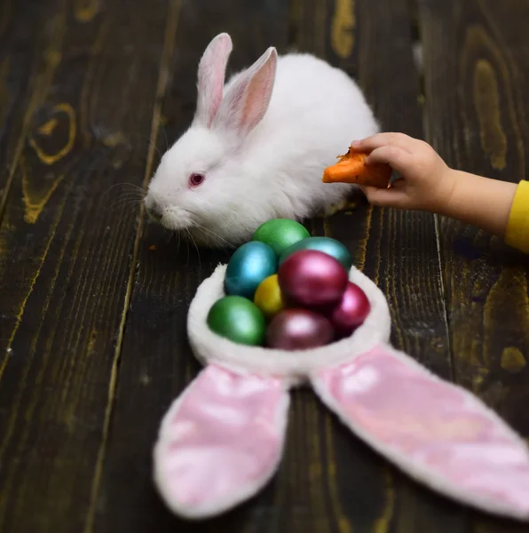 Osterfutter für Kaninchen. Kinderhand füttert einen kleinen weißen Hasen, Osterdekorationen und ein traditionelles Kaninchen. Zuckerbrot für den Hasen. rosa Ohren und Osterspiele mit bunten Eiern — Stockfoto