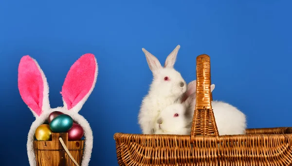 White cute rabbits in the basket. Easter bunny sit on wood table with Easter eggs.