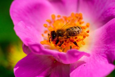 Güzel doğa. Çiçekteki arı. Yaprakların narin mor rengi. Bal için Nektar Toplanıyor.