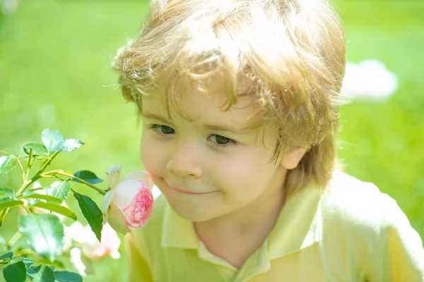 Spring flowers. Cute boy sniffs a young rose. Delicate scent. Spring weather. Happy childhood. Home garden with roses.