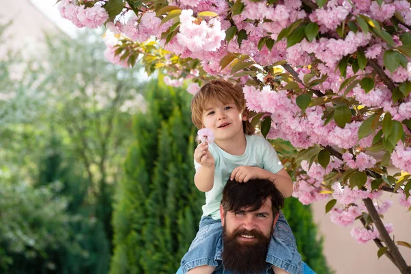 Οικογενειακή βόλτα στον κήπο. Ο πατέρας κρατάει το γιο του στους ώμους του. Όμορφο δέντρο σακούρα. Ευτυχισμένο παιδί με τον πατέρα του. — Φωτογραφία Αρχείου