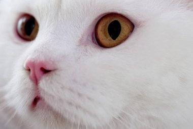 Kedi gözleri. Evcil hayvanlar için mallar. Kedi suratlı..