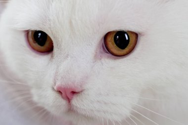 Komik kedi suratlı. Veteriner sağlığı. Doktor evcil. Sevimli hayvan. Yumuşak bir hayvan..