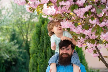Bahar havası. Sacura çiçeği. Aile ve pembe ağaç. Baba ve oğul birlikte. Aile baharı.