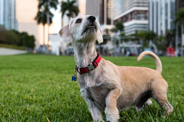 Little dog in a big city. Friend dog on grass lawn. Little dogs for apartments.
