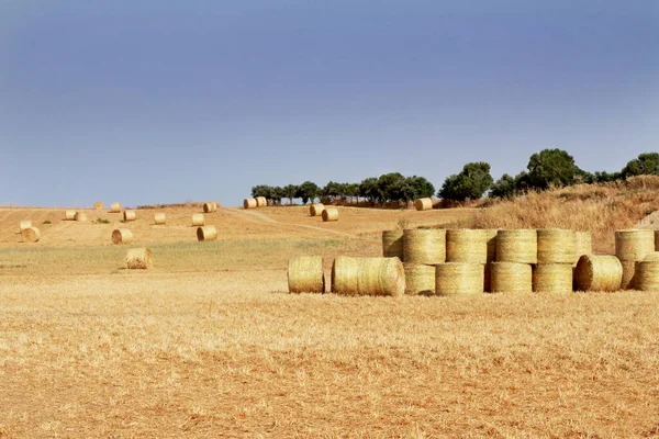 Golden Hay Rolt Het Platteland Haystacks Het Veld Van Dichtbij — Stockfoto